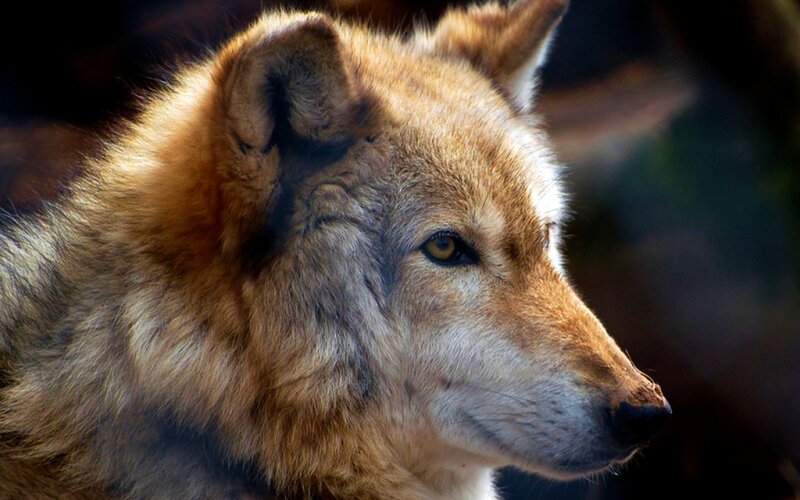 Wolf in Profile — Brown, Serious