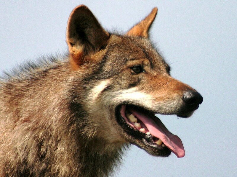 Wolf in Profile — Brown