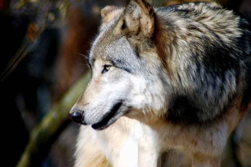 Wolf in Profile — Gray, Alert, Afternoon