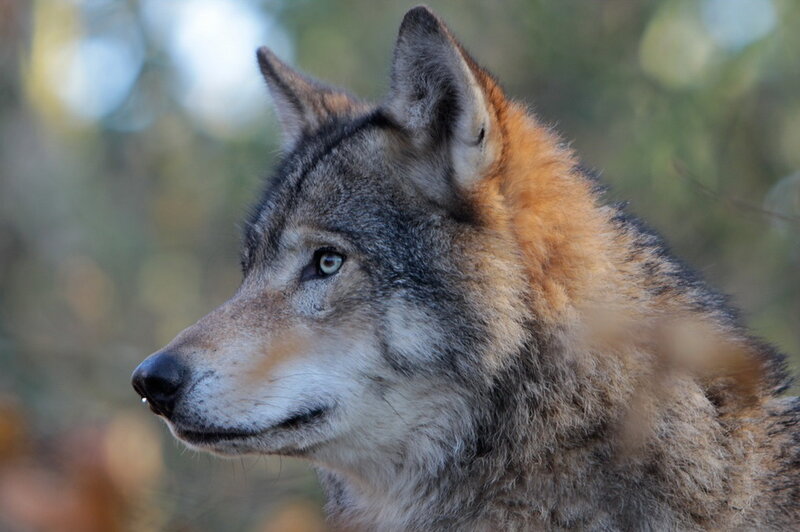 Wolf in Profile — Gray, Alert, Autumn