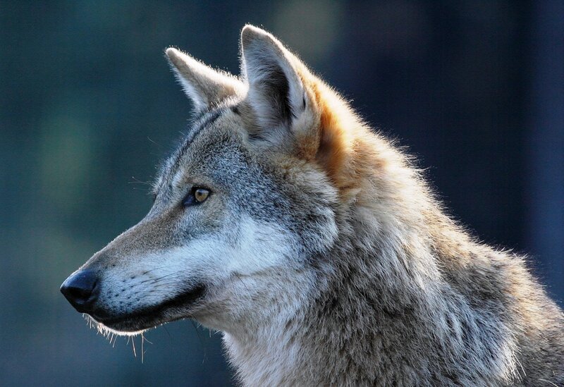 Wolf in Profile — Gray, Alert, Photograph, Ear