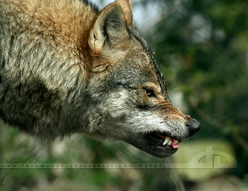 Wolf in Profile — Gray, Alert, Photograph, Forest, Teeth