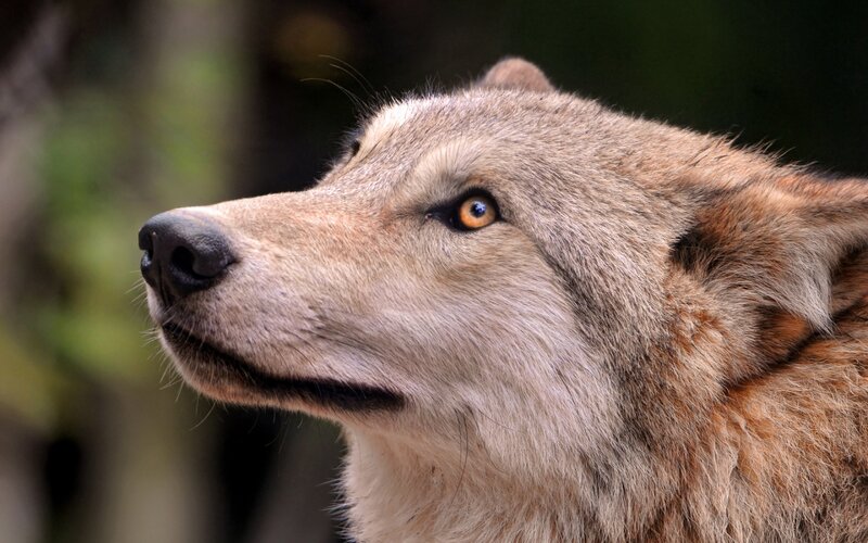 Wolf in Profile — Gray, Alert, Photograph, Forest