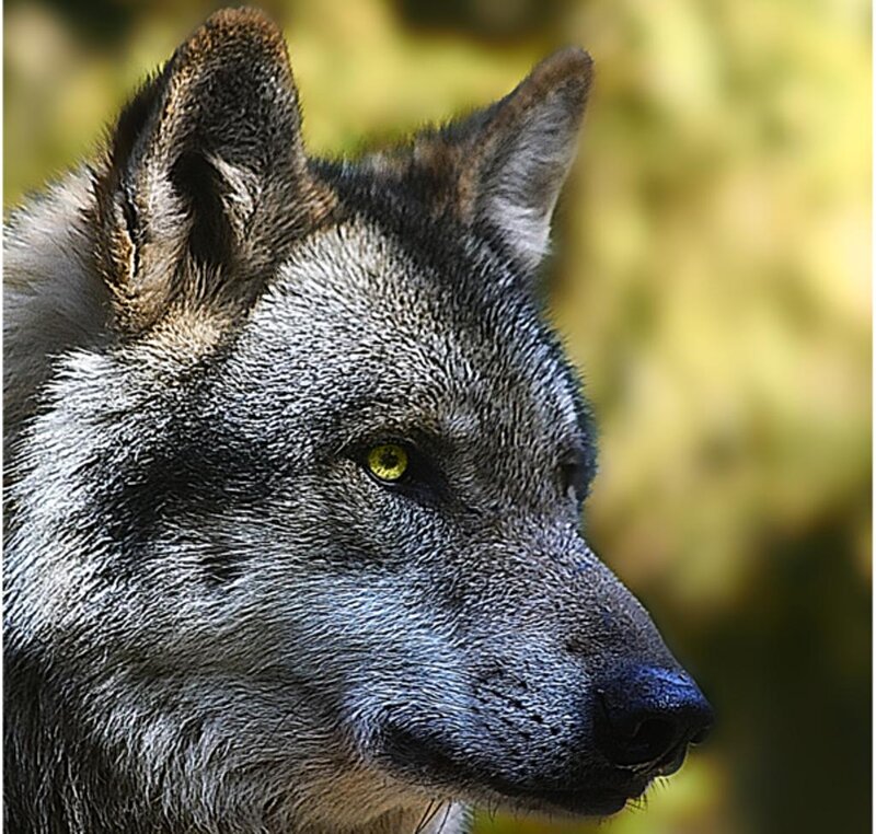 Wolf in Profile — Gray, Alert, Photograph, Forest, Yellow Eyes