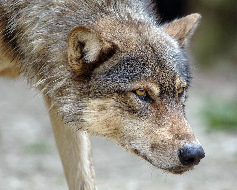 Wolf in Profile — Gray, Alert, Photograph, Head