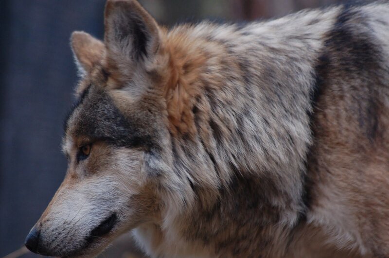 Wolf in Profile — Gray, Alert, Photograph