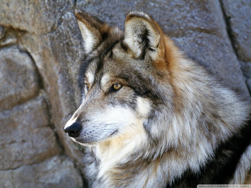 Wolf in Profile — Gray, Calm, Afternoon, Photograph, Stone Wall