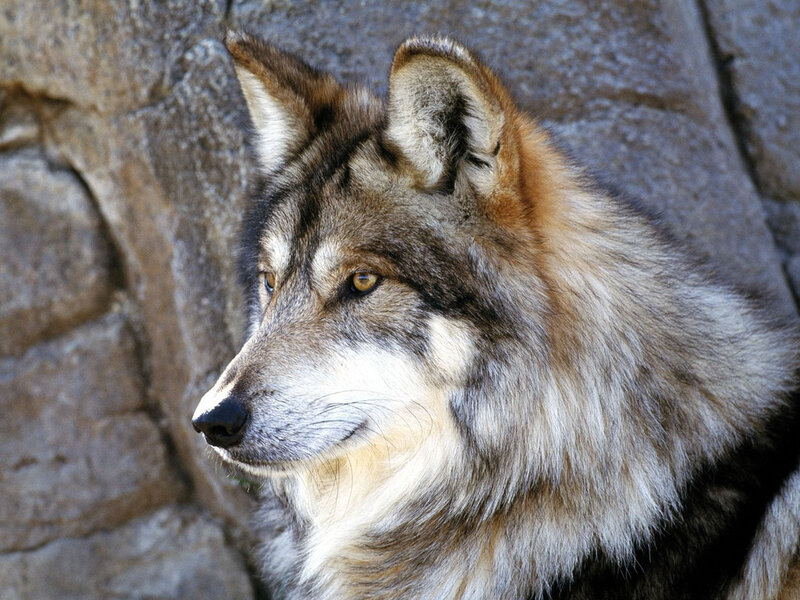 Wolf in Profile — Gray, Calm, Afternoon, Photograph
