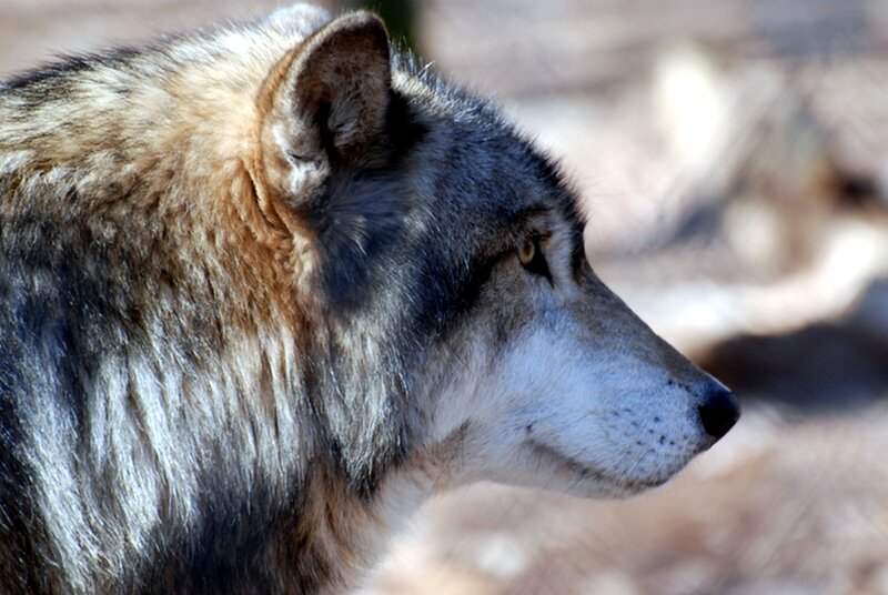 Wolf in Profile — Gray, Calm, Afternoon