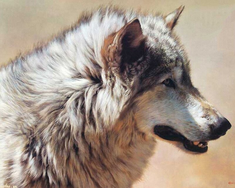 Wolf in Profile — Gray, Calm, Painting