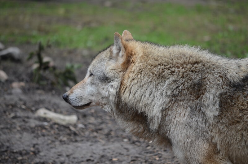 Wolf in Profile — Gray, Calm, Photograph, Grass