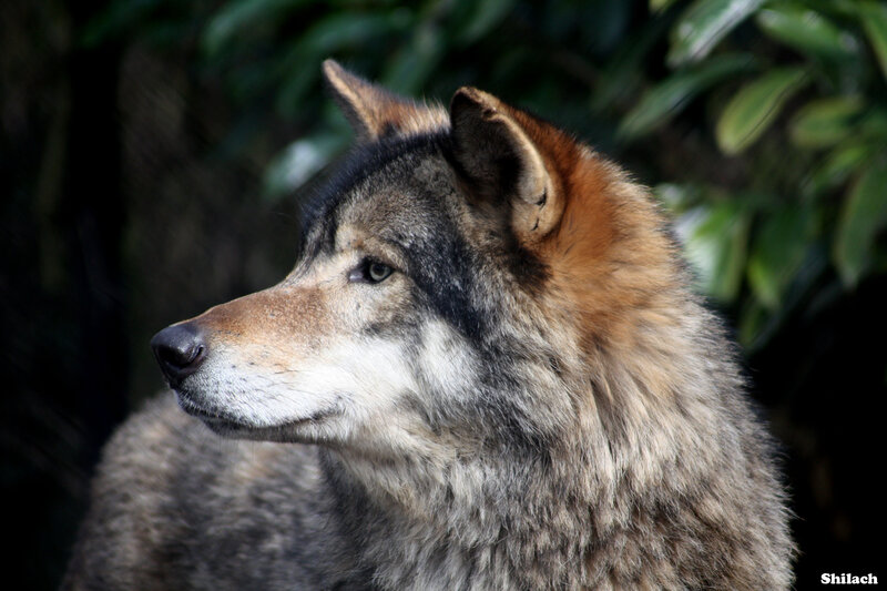 Wolf in Profile — Gray, Calm, Photograph, Green Leaves