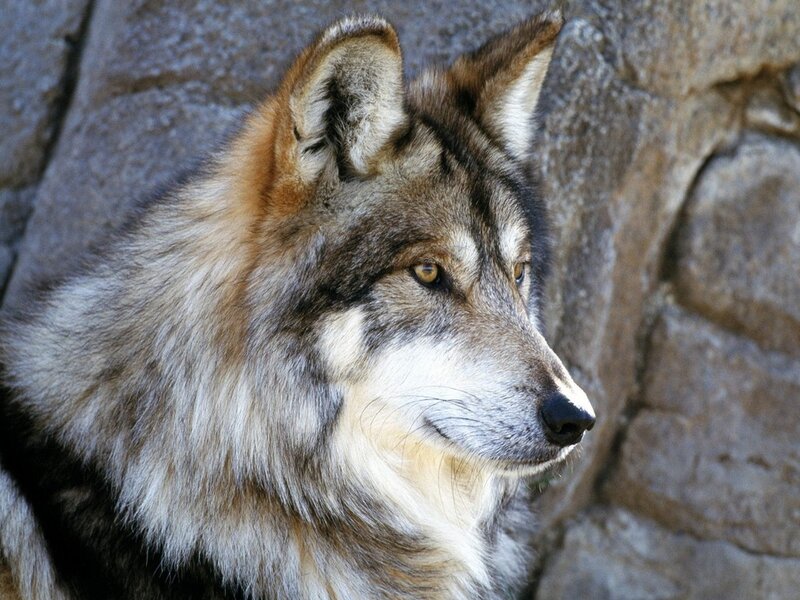 Wolf in Profile — Gray, Calm, Photograph, Rock Wall