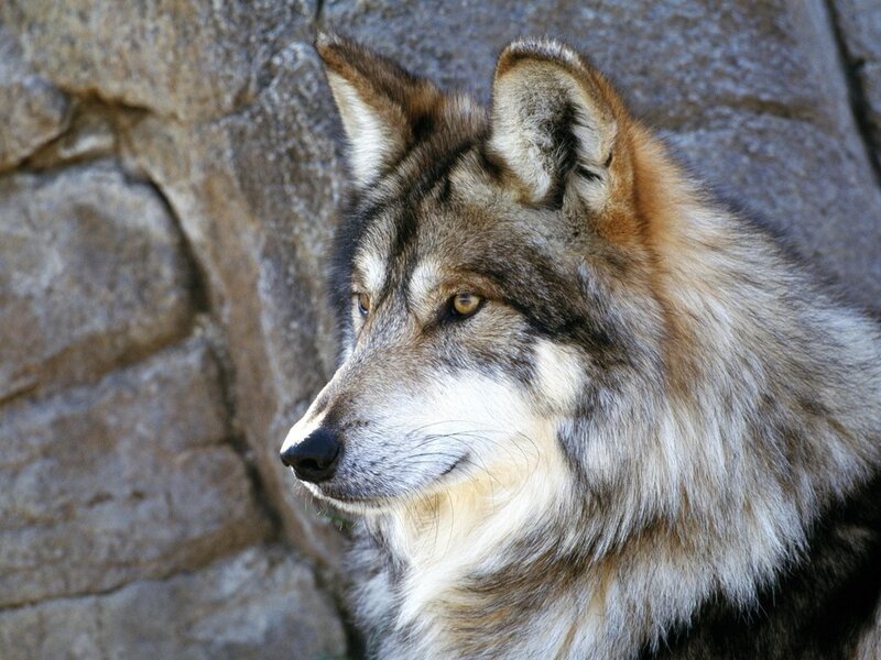 Wolf in Profile — Gray, Calm, Photograph
