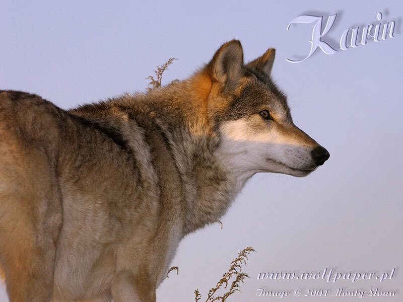 Wolf in Profile — Gray, Calm