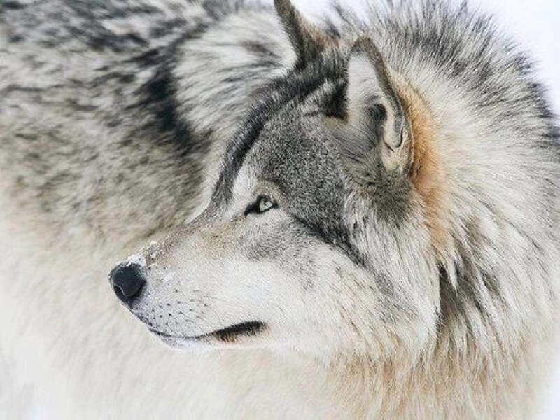 Wolf in Profile — Gray, Calm, Winter