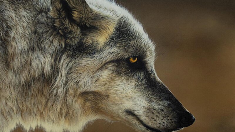 Wolf in Profile — Gray, Intense, Photograph