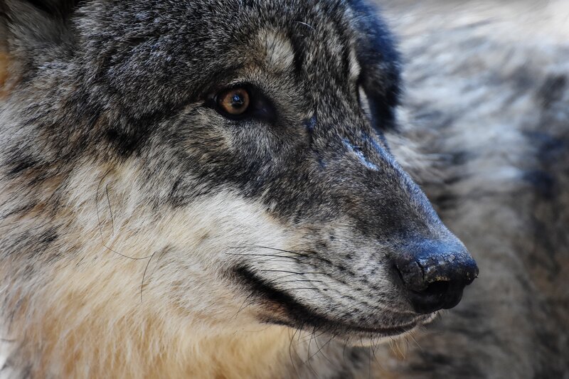 Wolf in Profile — Gray, Serious, Photograph, Eye