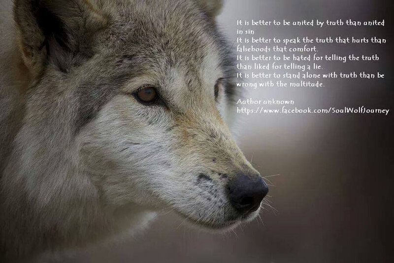 Wolf in Profile — Gray, Serious, Photograph