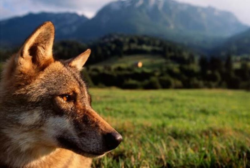 Wolf in Profile — Green