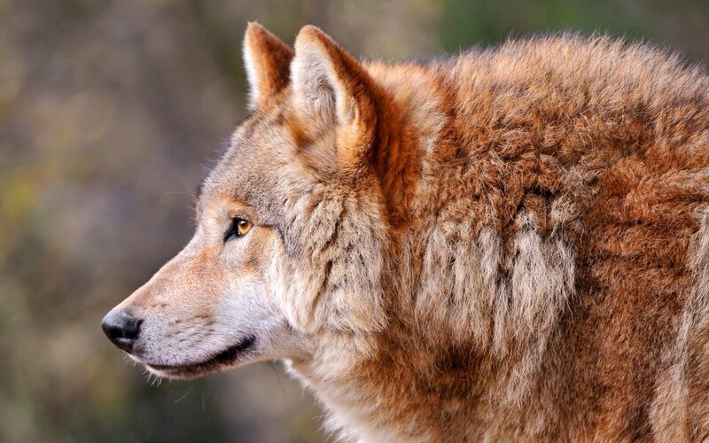 Wolf in Profile — Photograph