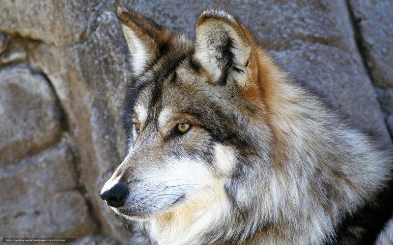 wolf in profile