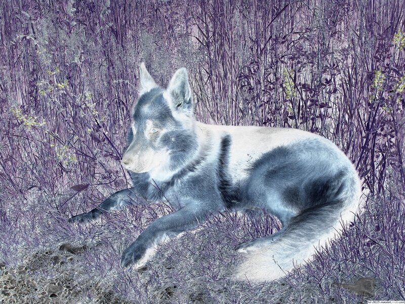 Wolf in Purple Grass