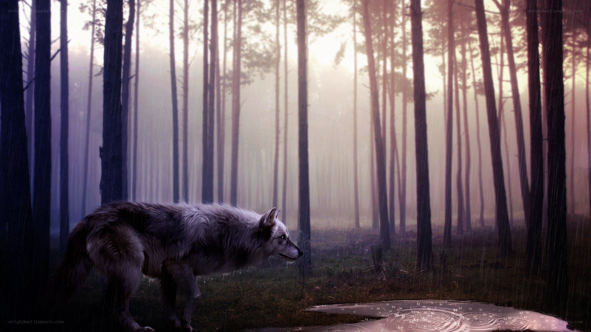 wolf in rainy forest