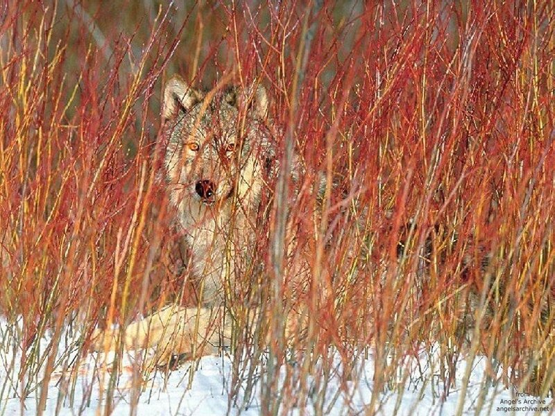 Wolf in Red Shrubs