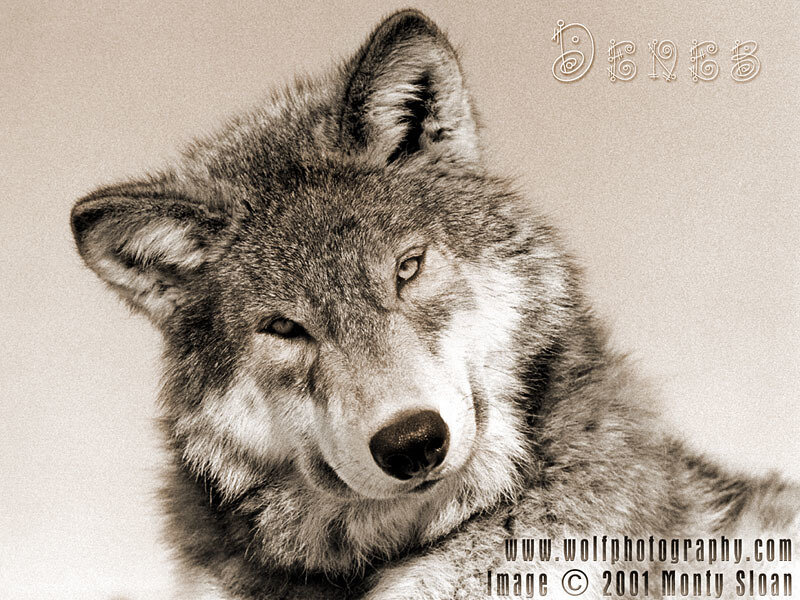 Wolf in Sepia Tone