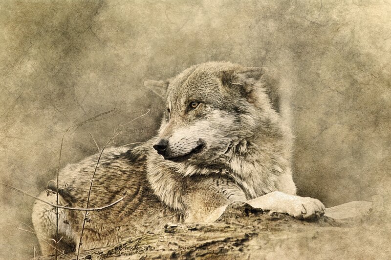 wolf in sepia tones
