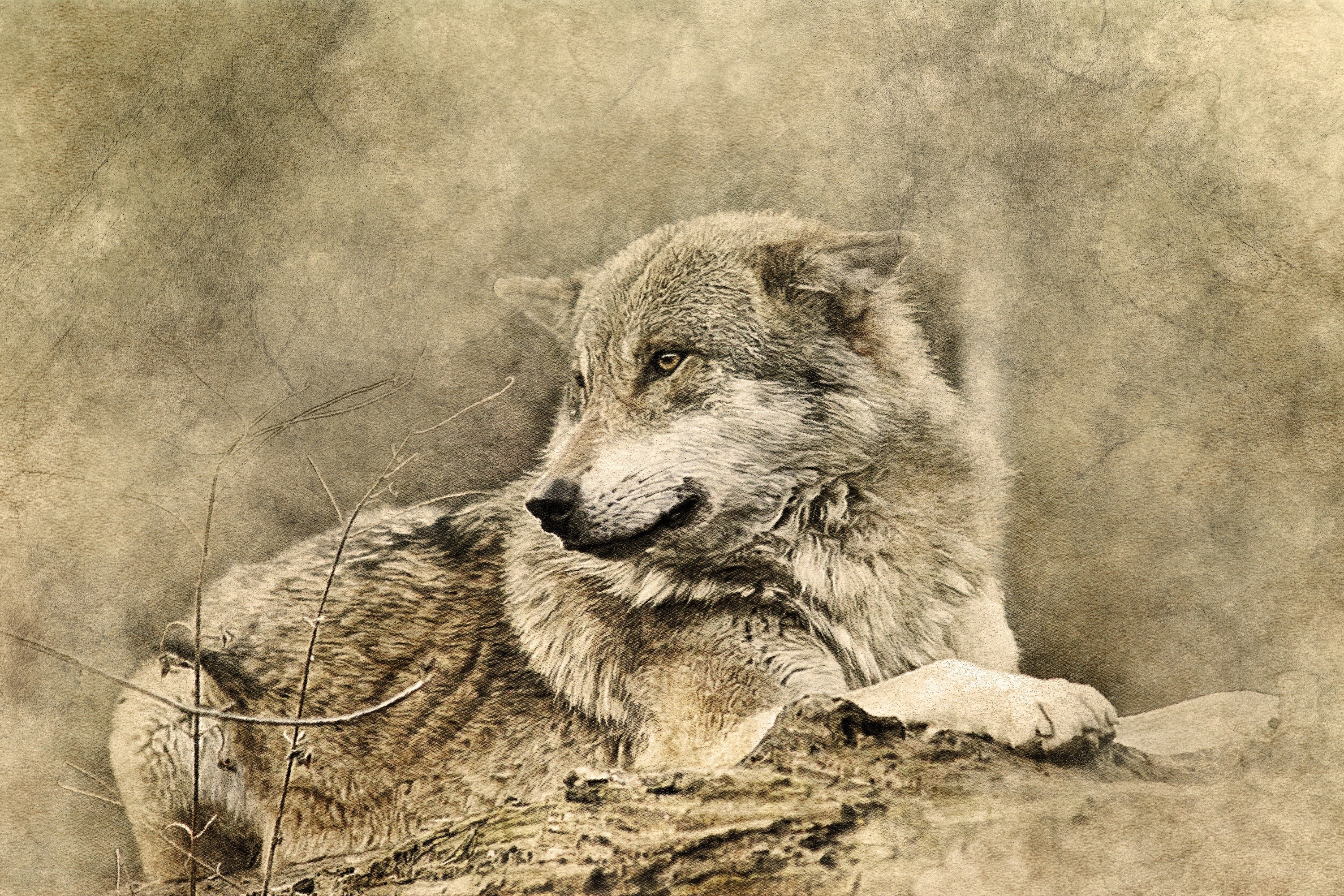 wolf in sepia tones