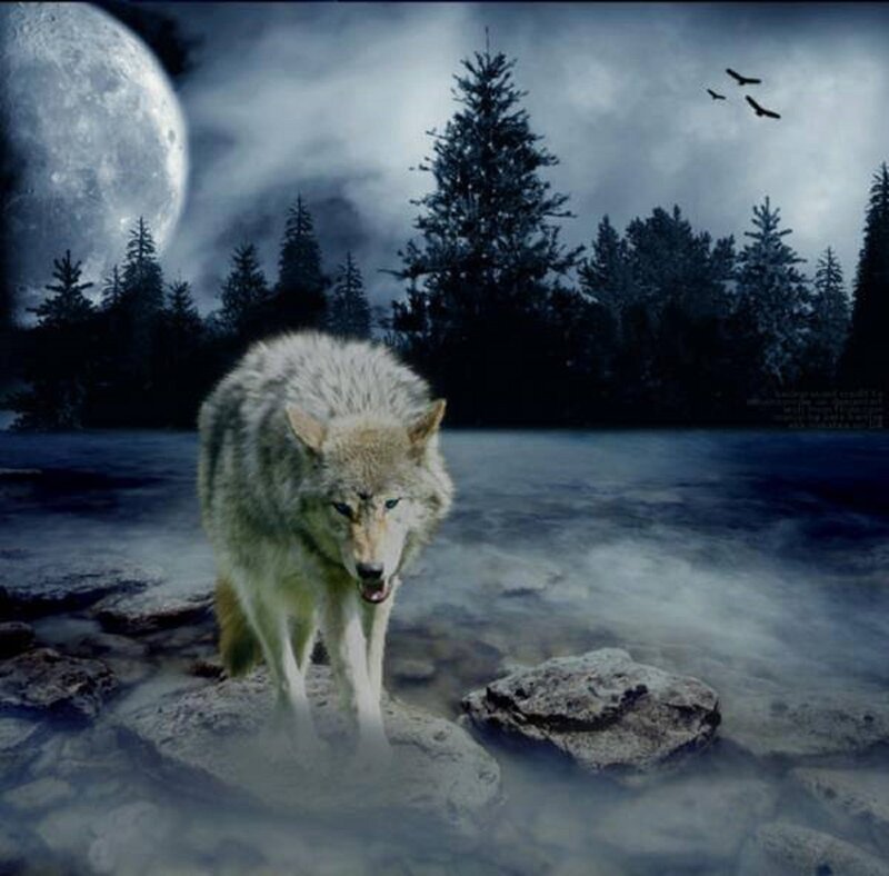 Wolf in Shallow Water — Blue, Dramatic