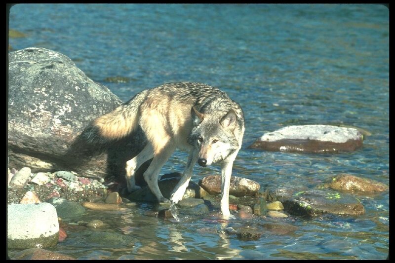 Wolf in Shallow Water — Blue