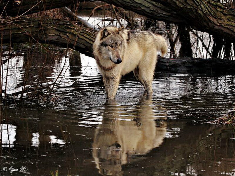 Wolf in Shallow Water — Gray, Natural