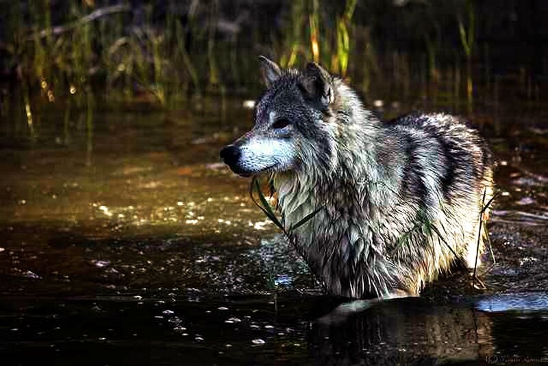 Wolf in Shallow Water — Gray