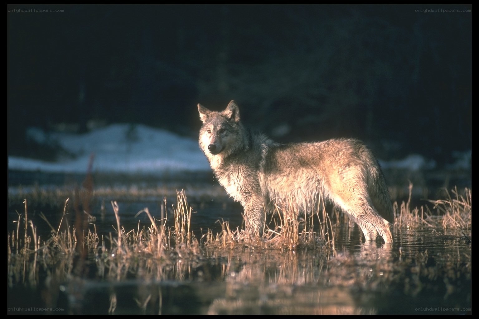 wolf in shallow water