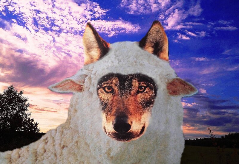 Wolf in Sheep's Clothing — Blue