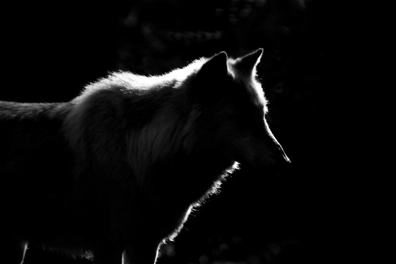 Wolf in Silhouette