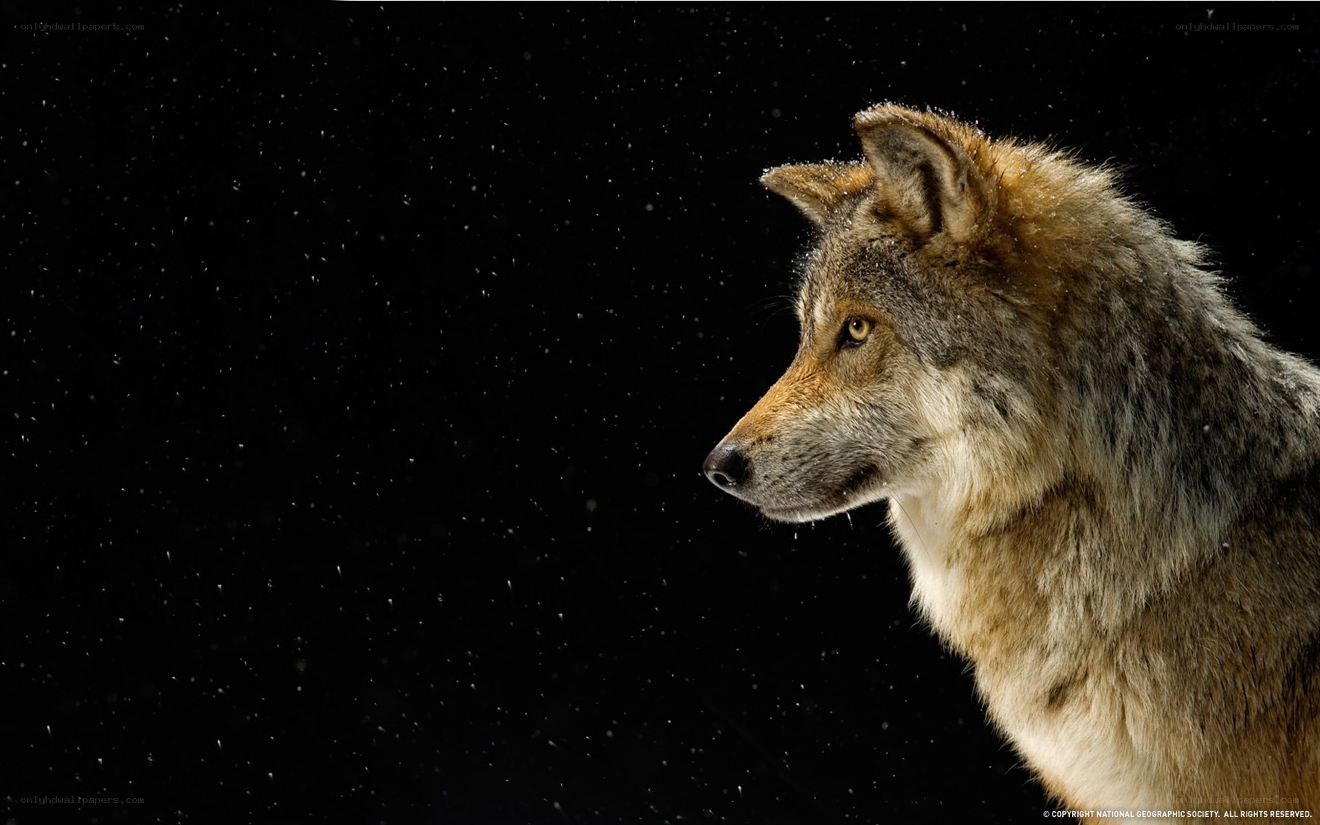 wolf in snow at night