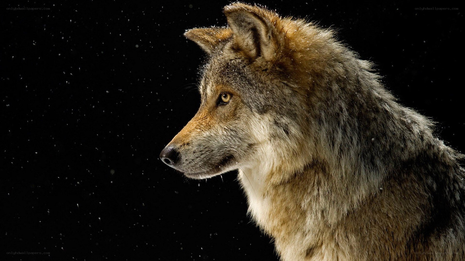 wolf in snow at night
