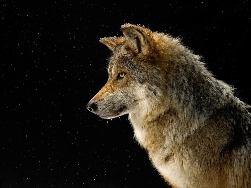 wolf in snow at night