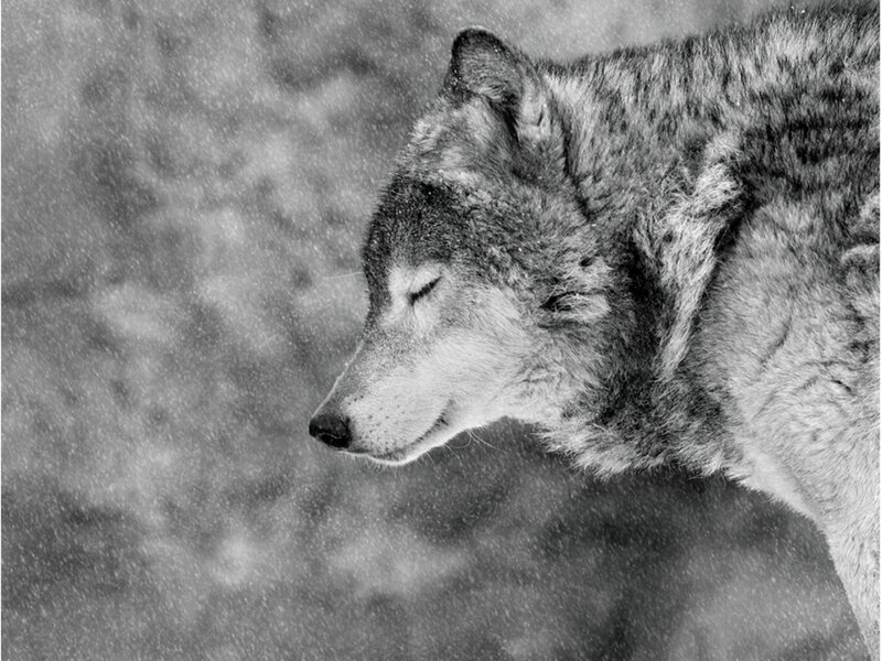 Wolf in Snow — Black, Calm