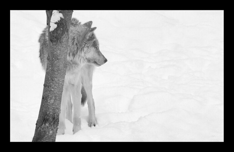 Wolf in Snow — Black, Calm, Winter, Photograph
