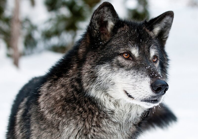 Wolf in Snow — Black, Calm, Winter, Photograph, Trees