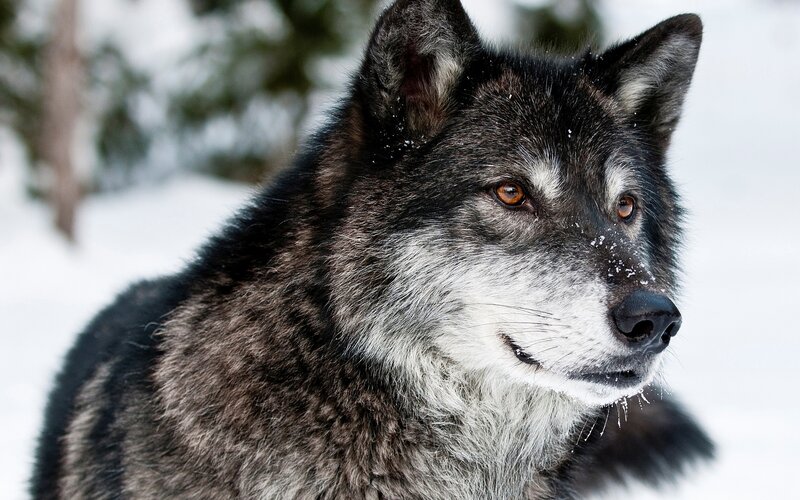 Wolf in Snow — Black, Calm, Winter