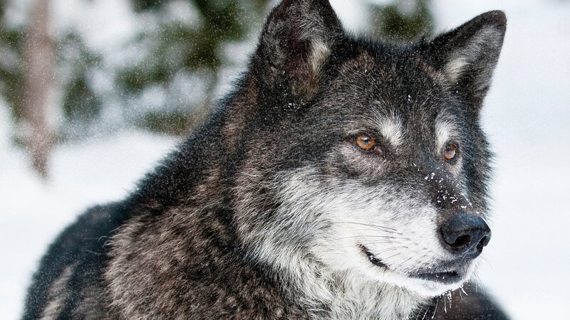 Wolf in Snow — Black, Cold