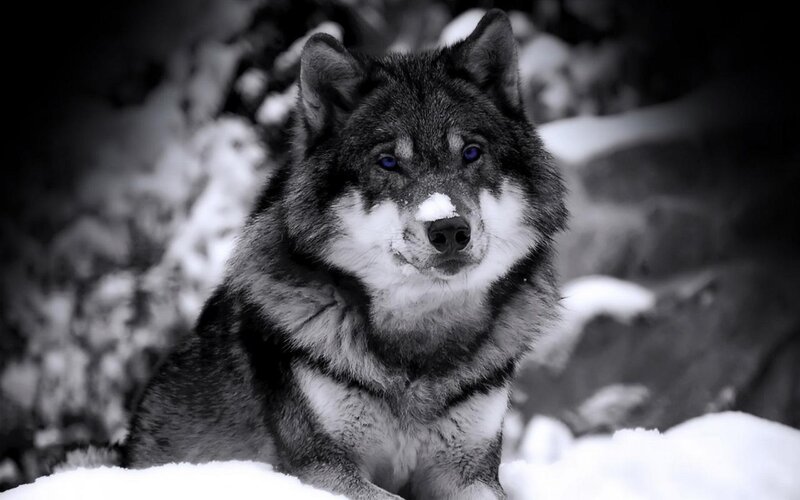 Wolf in Snow — Black, Dramatic