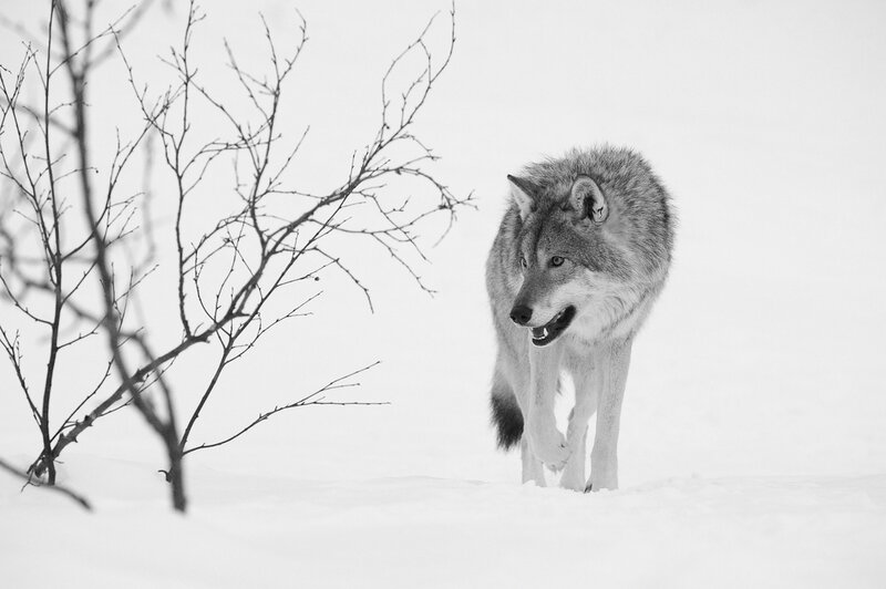 Wolf in Snow — Black, Dramatic, Winter, Photograph, Branches