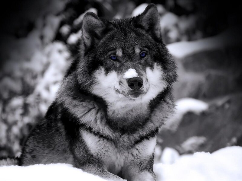 Wolf in Snow — Black, Dramatic, Winter, Photograph, Forest